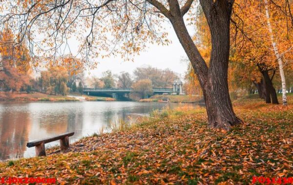 colorful autumn park. autumn trees with yellow leaves in the autumn park. belgorod. russia.