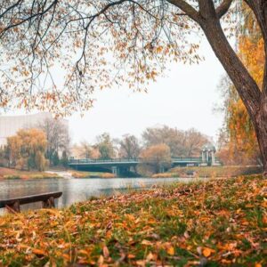 colorful autumn park. autumn trees with yellow leaves in the autumn park. belgorod. russia.