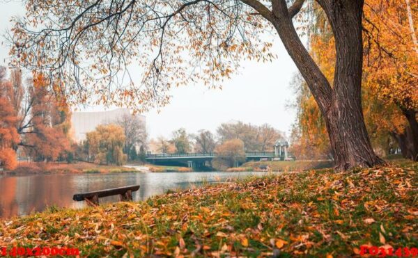 colorful autumn park. autumn trees with yellow leaves in the autumn park. belgorod. russia.