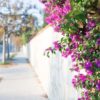 pink bougainvillea flower on cityscape background