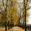 autumn yellow alley in the city park