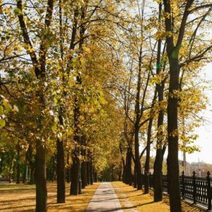 autumn yellow alley in the city park