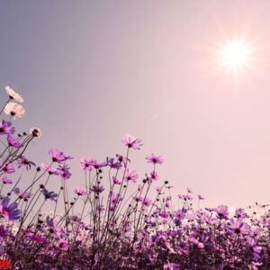 cosmos flower