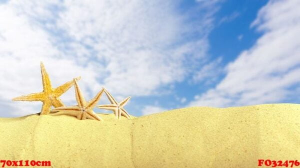 starfish seashells on the beach