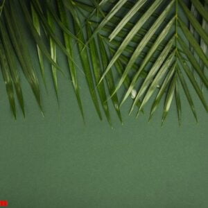 tropical palm leaves on green background. summer concept.