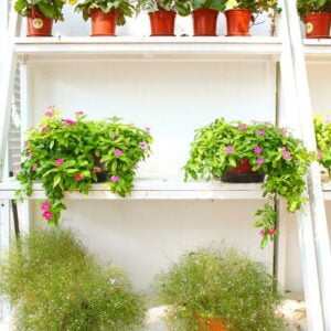 plants and flowers on white shelf