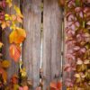 autumn abstract frame. fence and leaves