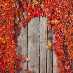 autumn abstract frame. fence and leaves