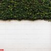 concrete wall with green leaves