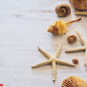 top view of sea shells and starfish on grunge white wooden backg