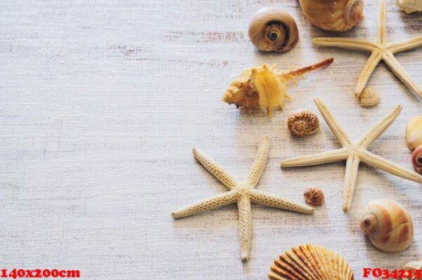 top view of sea shells and starfish on grunge white wooden backg