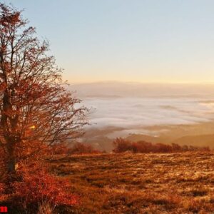 red colourful autumn trees on sun shine light on morning of amaz