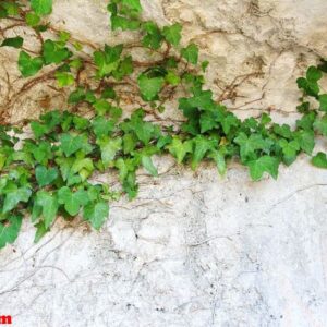 nature background with ivy leaves