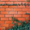 ivy plant on a red brick wall.