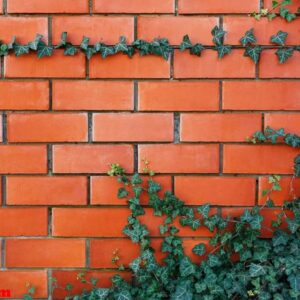 ivy plant on a red brick wall.