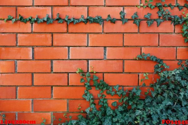 ivy plant on a red brick wall.