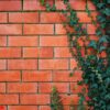 ivy plant on a red brick wall.