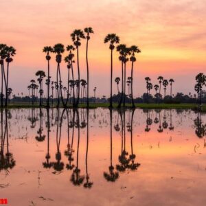 palm tree during sunrise time