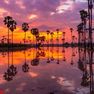 palm tree during sunrise time