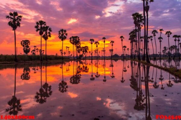 palm tree during sunrise time