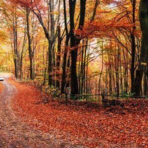 scenic autumn landscape