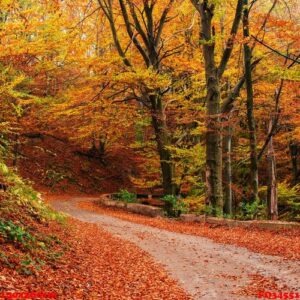 scenic autumn landscape