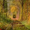 a railway in the autumn forest tunnel of love