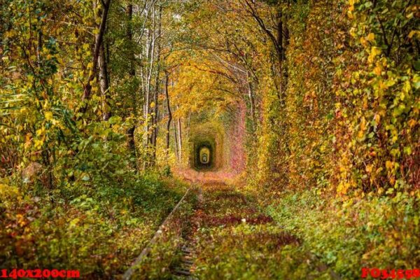 a railway in the autumn forest tunnel of love