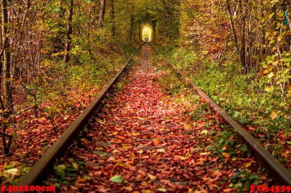 a railway in the autumn forest tunnel of love