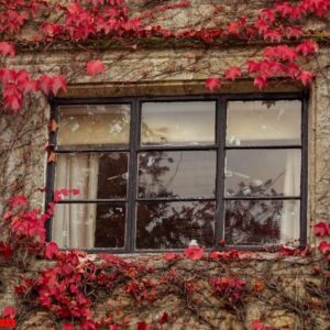 autumn seasonal background, colorful red ivy leaves creeper clim