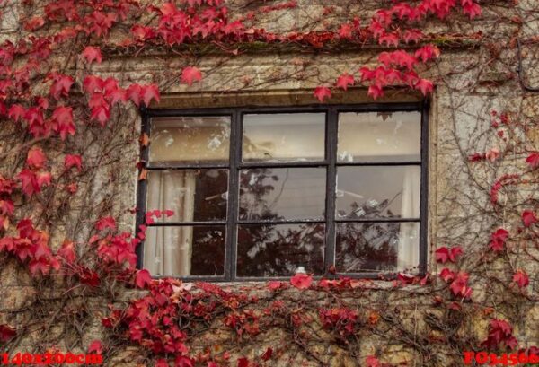 autumn seasonal background, colorful red ivy leaves creeper clim