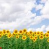 sunflower field landscape