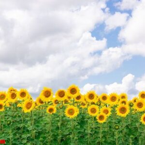 sunflower field landscape