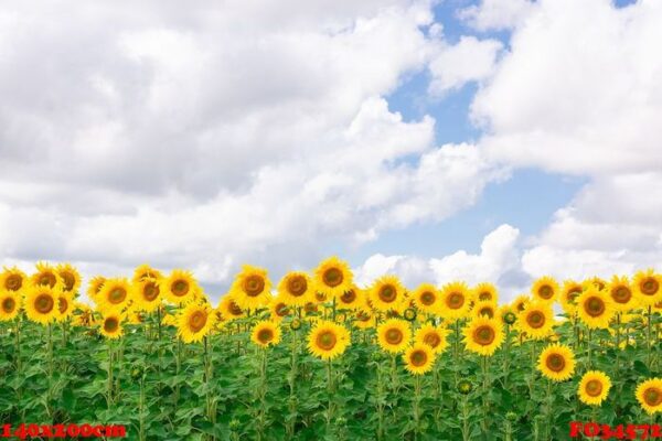 sunflower field landscape