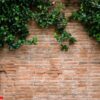 detail of brick red wall with decorative arches and growing plan