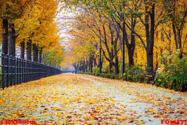 autumn road in park,seoul korea.