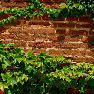 leaves on brick wall for wallpaper.