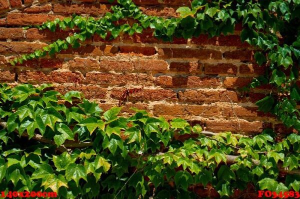 leaves on brick wall for wallpaper.