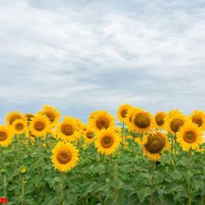 sunflower field landscape