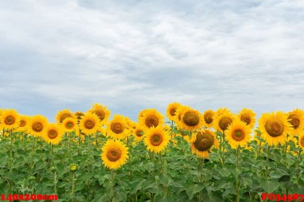 sunflower field landscape