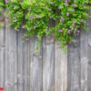 brown grey wooden fence with beautiful green leaves plant and pi