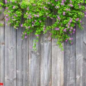 brown grey wooden fence with beautiful green leaves plant and pi