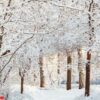 frossty winter landscape. trees in snow