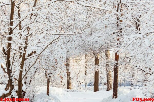 frossty winter landscape. trees in snow