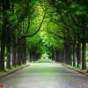 country road running through tree alley