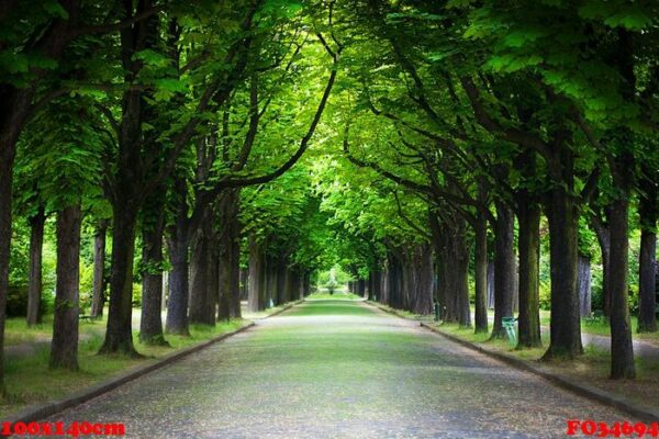 country road running through tree alley