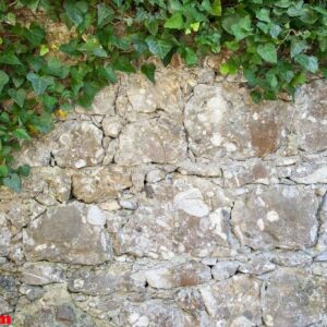 ivy on a stone wall