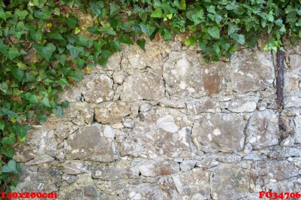 ivy on a stone wall