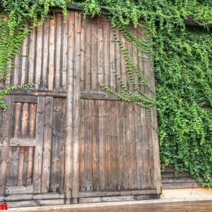 big wooden door surround with green plant called birder's lodge