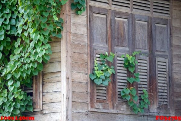 windows ivy